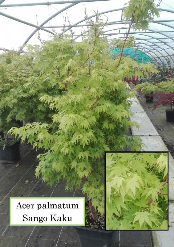 Acer palmatum Sango Kaku