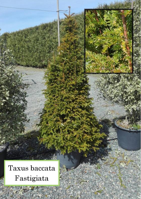 Taxus baccata Fastigiata
