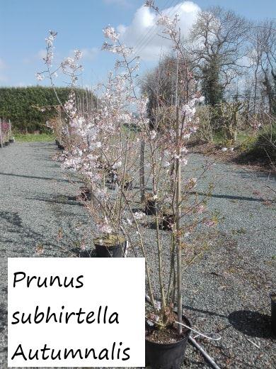 Prunus subhirtella Autumnalis