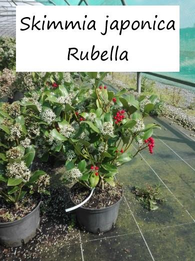 Skimmia japonica Rubella